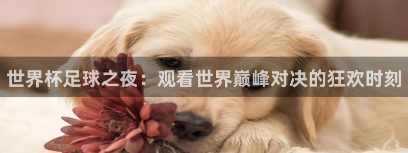 今年的世界杯：世界杯足球之夜：观看世界巅峰对决的狂欢时刻